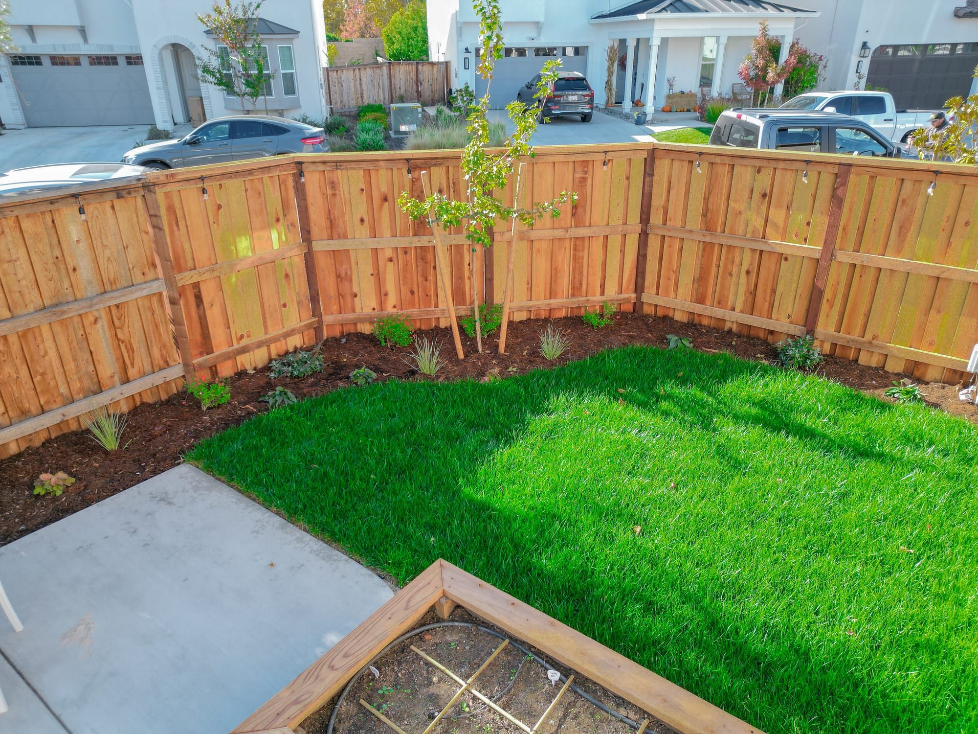 Backyard sod installation with cedar fence, tree planting, and mulch beds in Sacramento