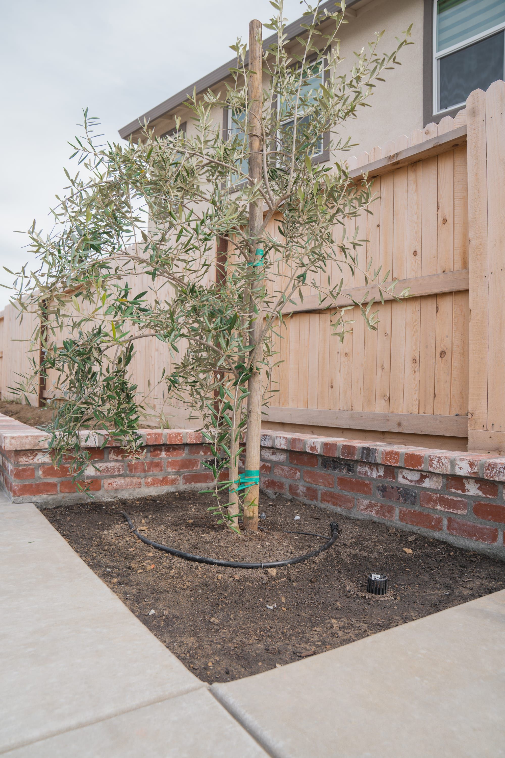 Olive tree installation with drip irrigation and brick planter in Sacramento